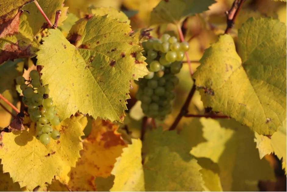 Grappes de raisin blanc parmi les feuilles d’automne