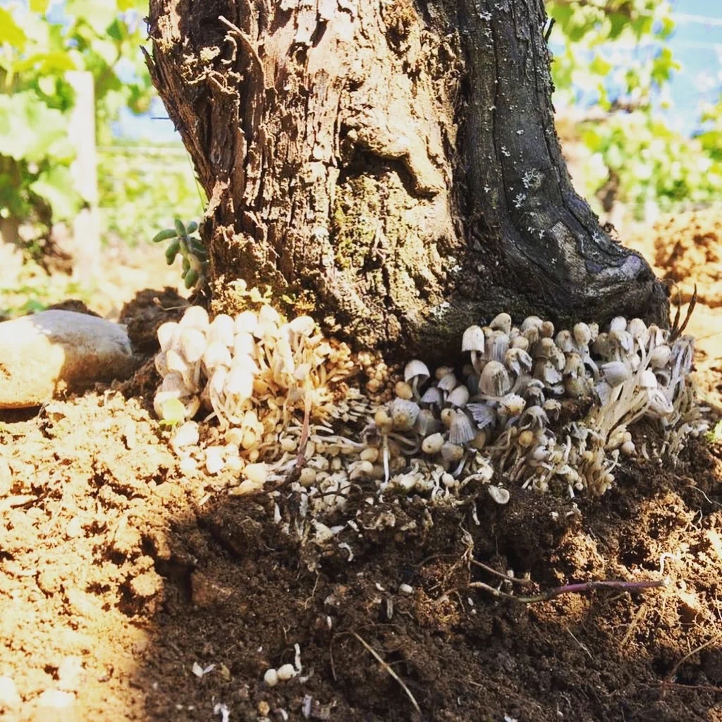 Champignons au pied d’une vigne du domaine