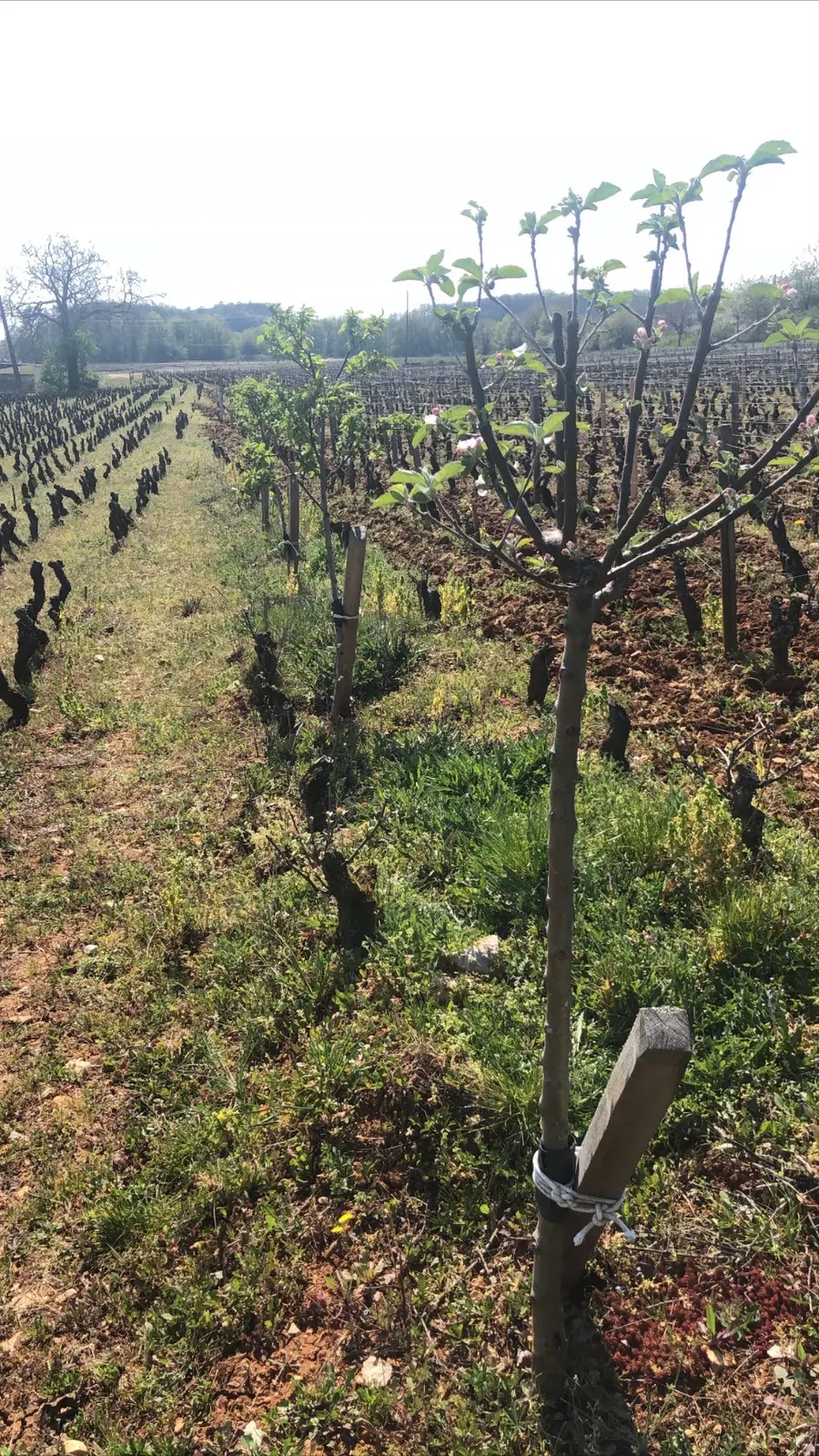 Un jeune pommier au bord des vignes