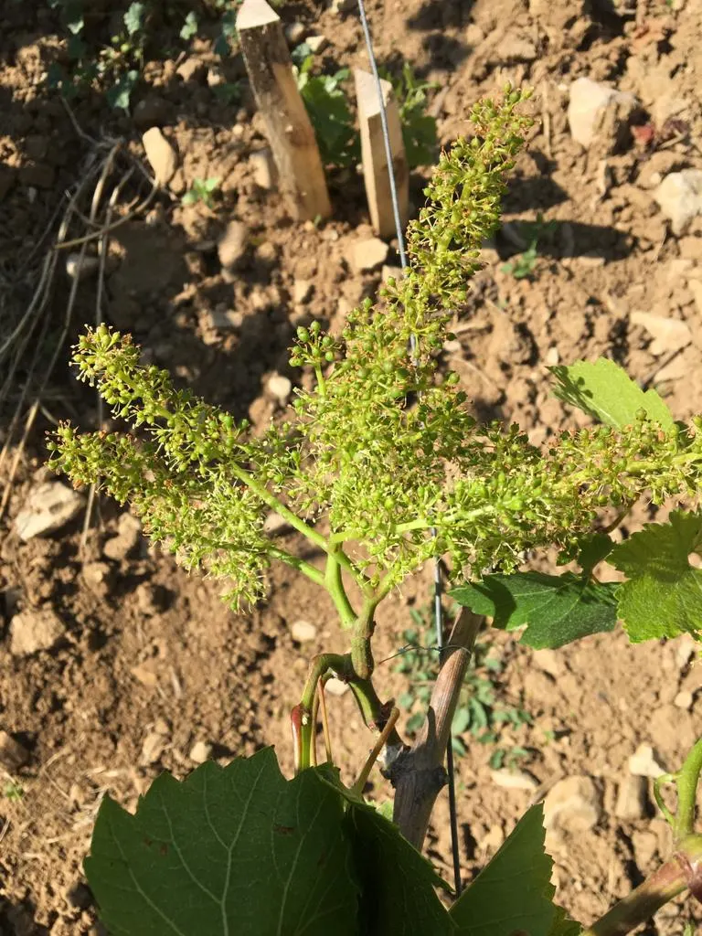 Une jeune vigne en fleurs