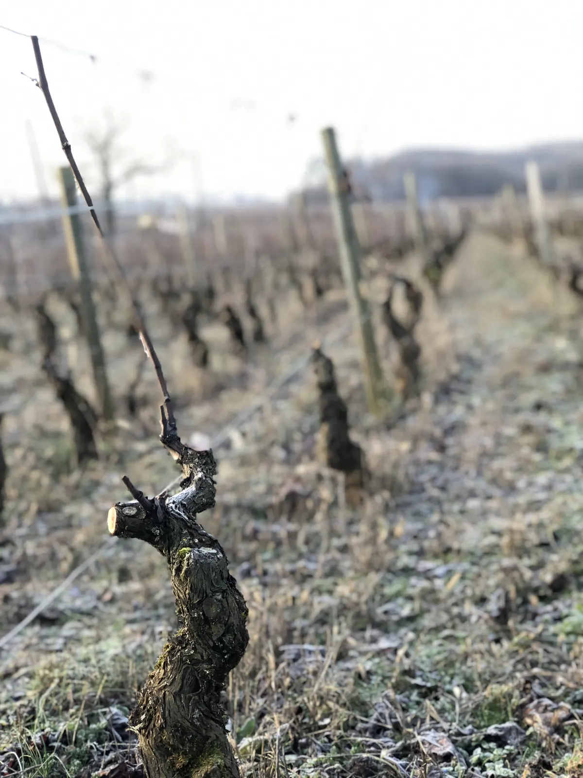 Un cep taillé dans les vignes en hiver