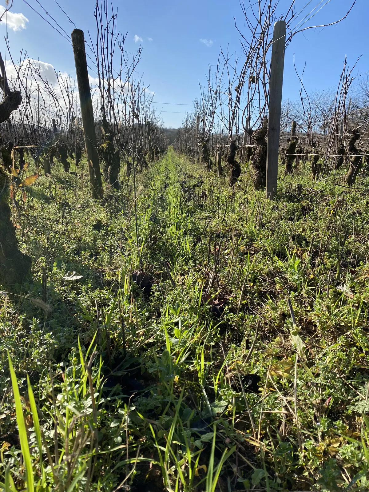 Rangs de vigne enherbés en hiver