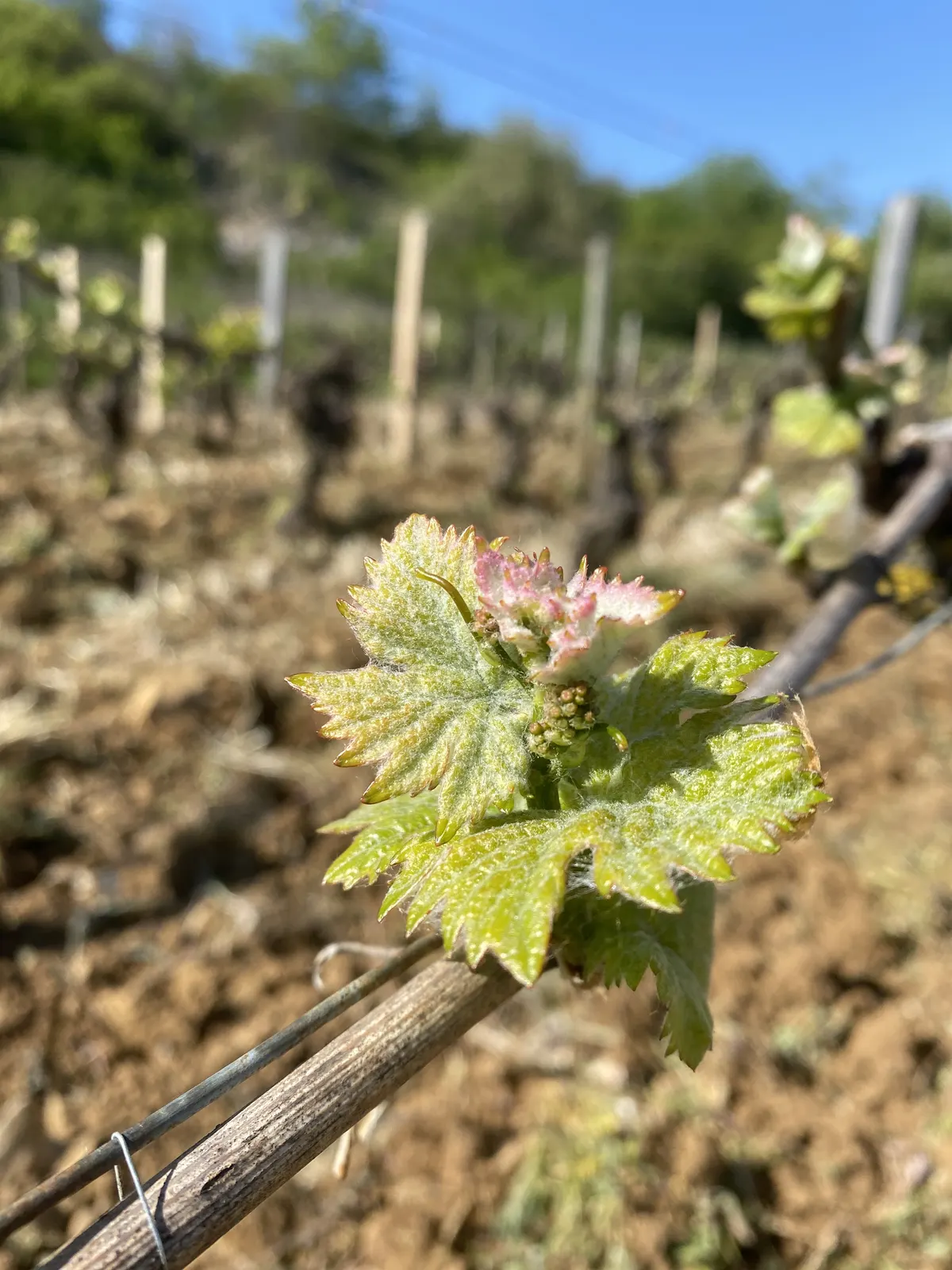 Une jeune feuille de vigne au printemps