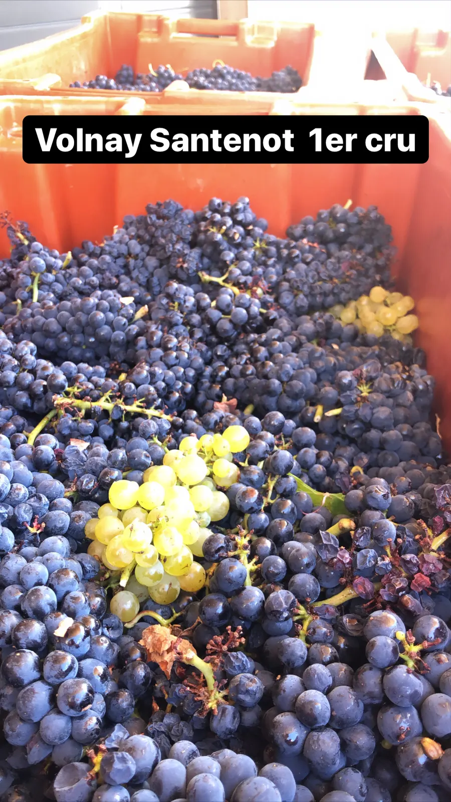 Raisins du Volnay Santenots 1er Cru dans une caisse