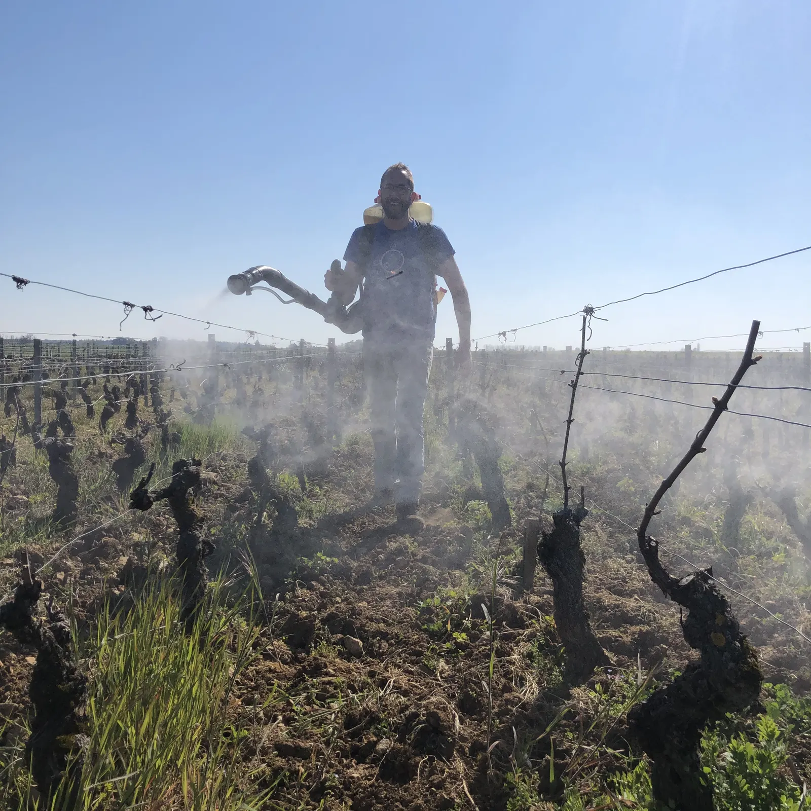 Pulvérisation des plantes dans les vignes au petit matin