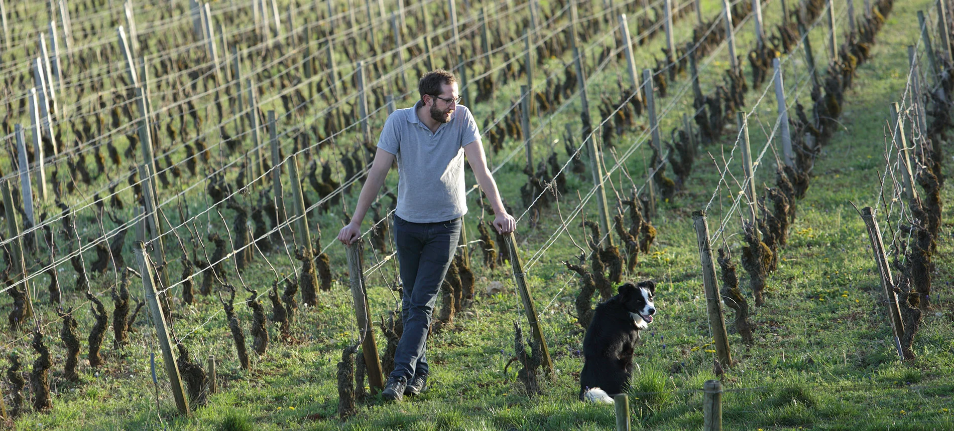 Antoine Lienhardt et son chien dans les vignes