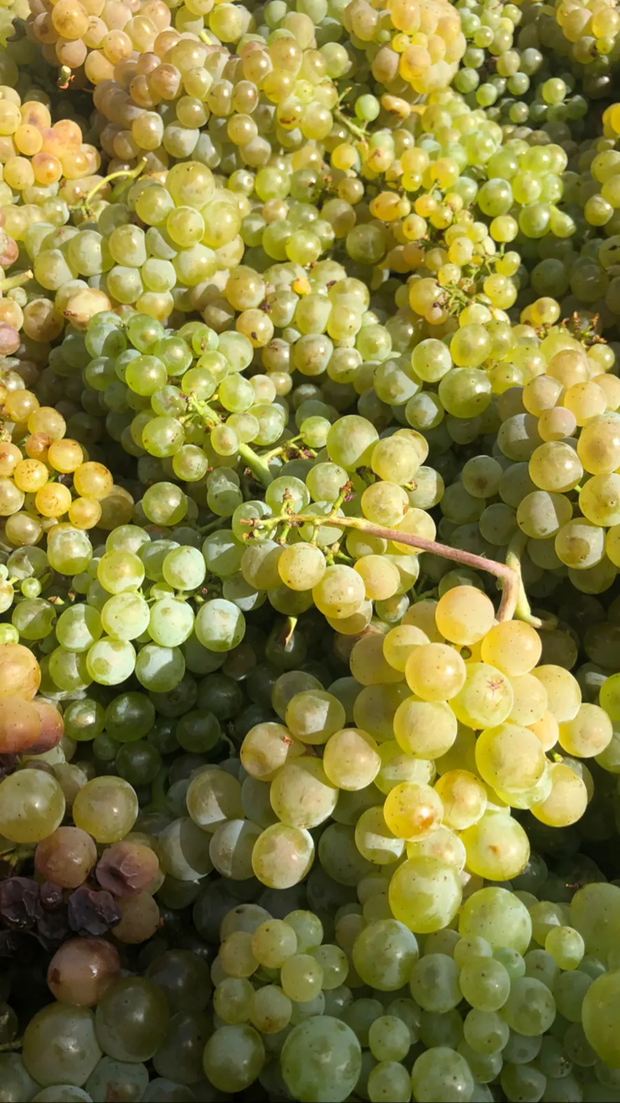 Grappes de raisins blancs
