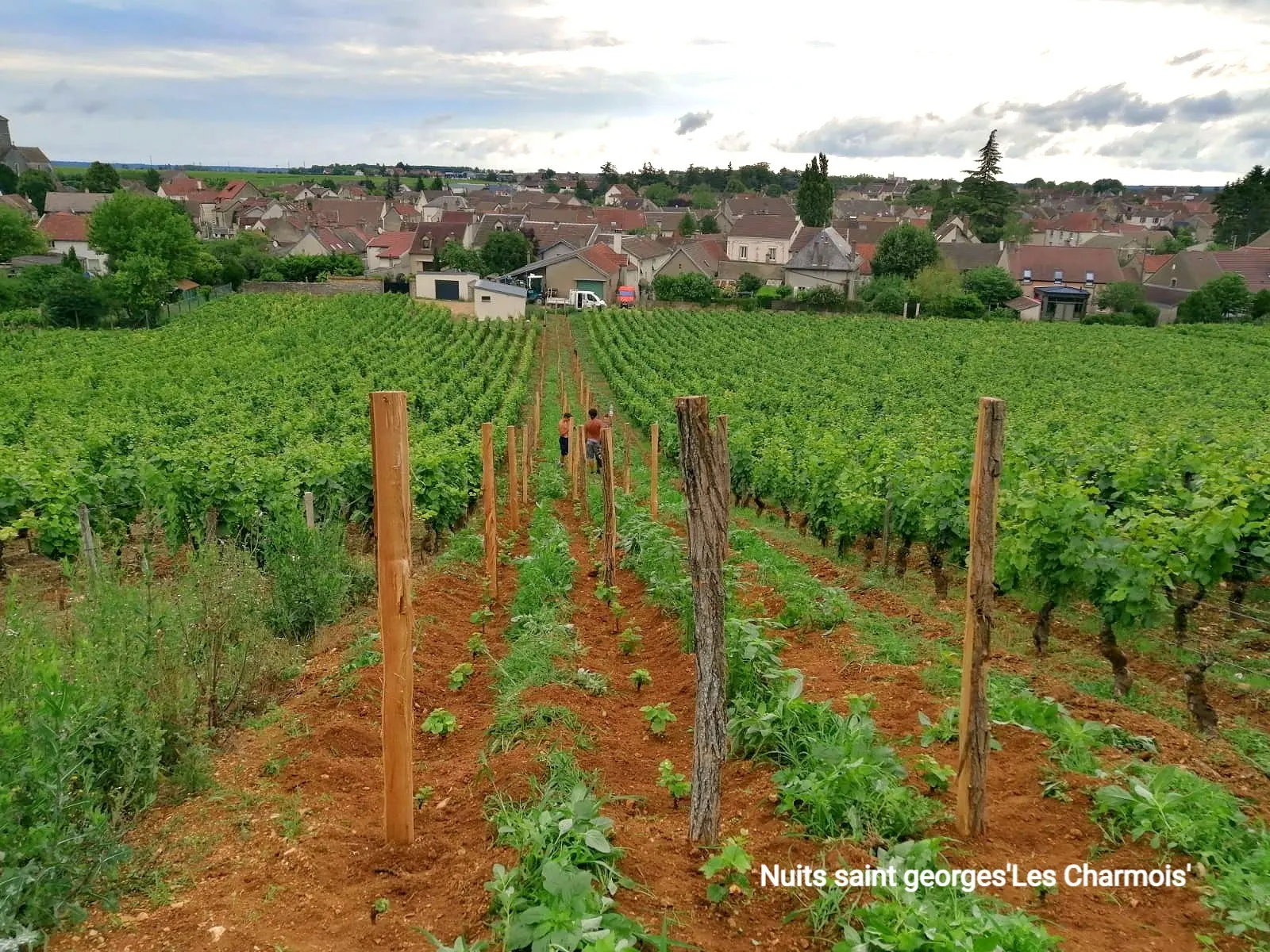 La parcelle replantée de Nuits-Saint-Georges « Les Charmois »