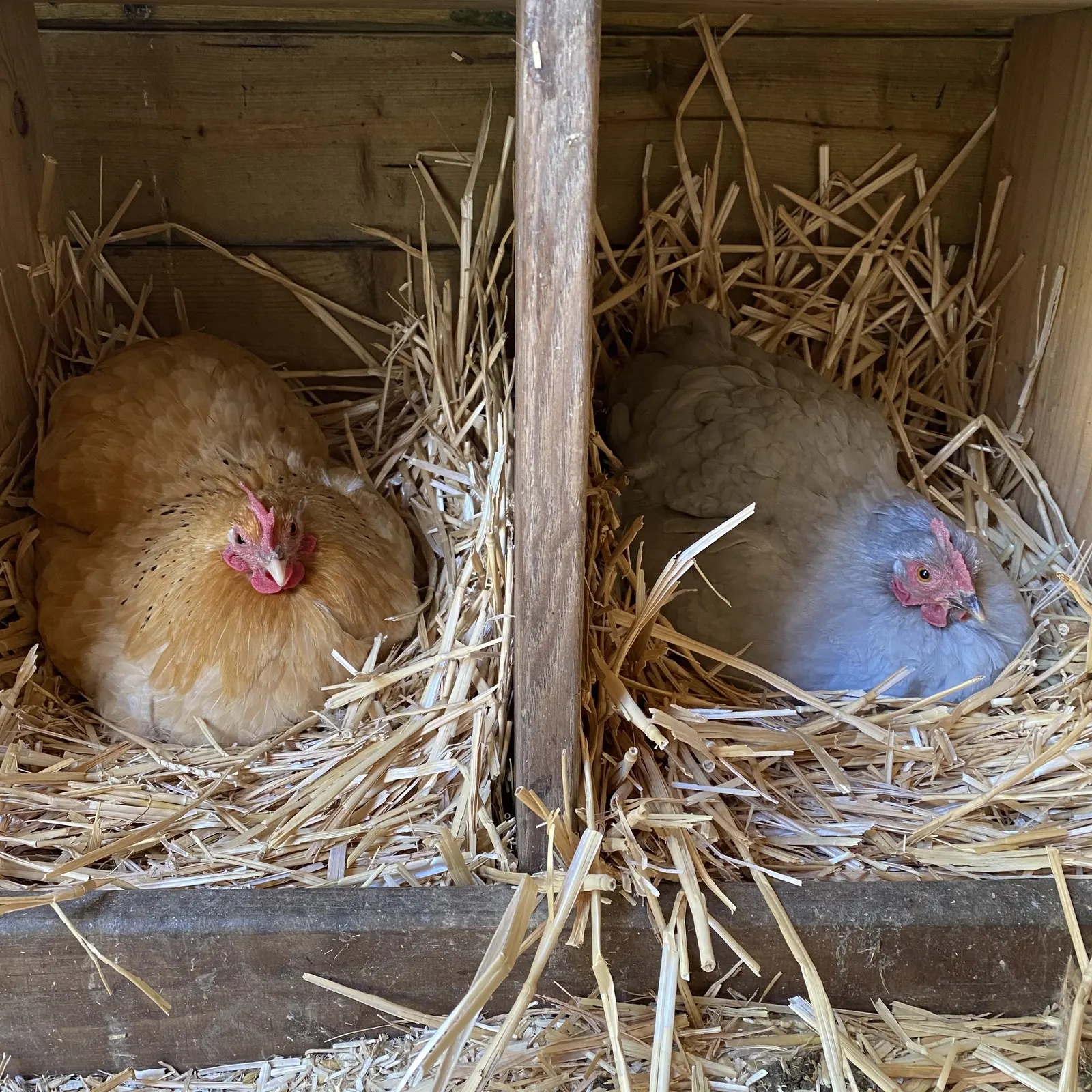 Deux poules couvant dans la paille