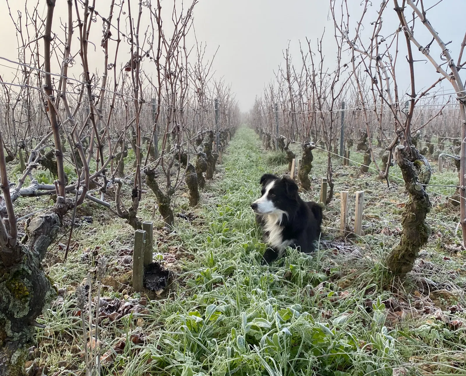 Un chien couché dans les vignes givrées