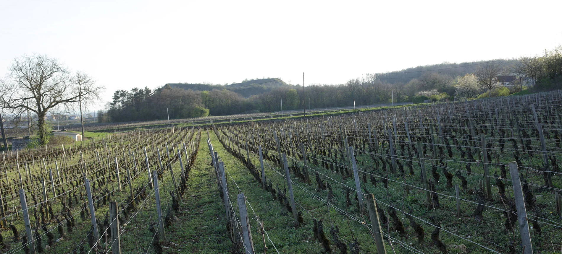 Vignes du domaine à Comblanchien