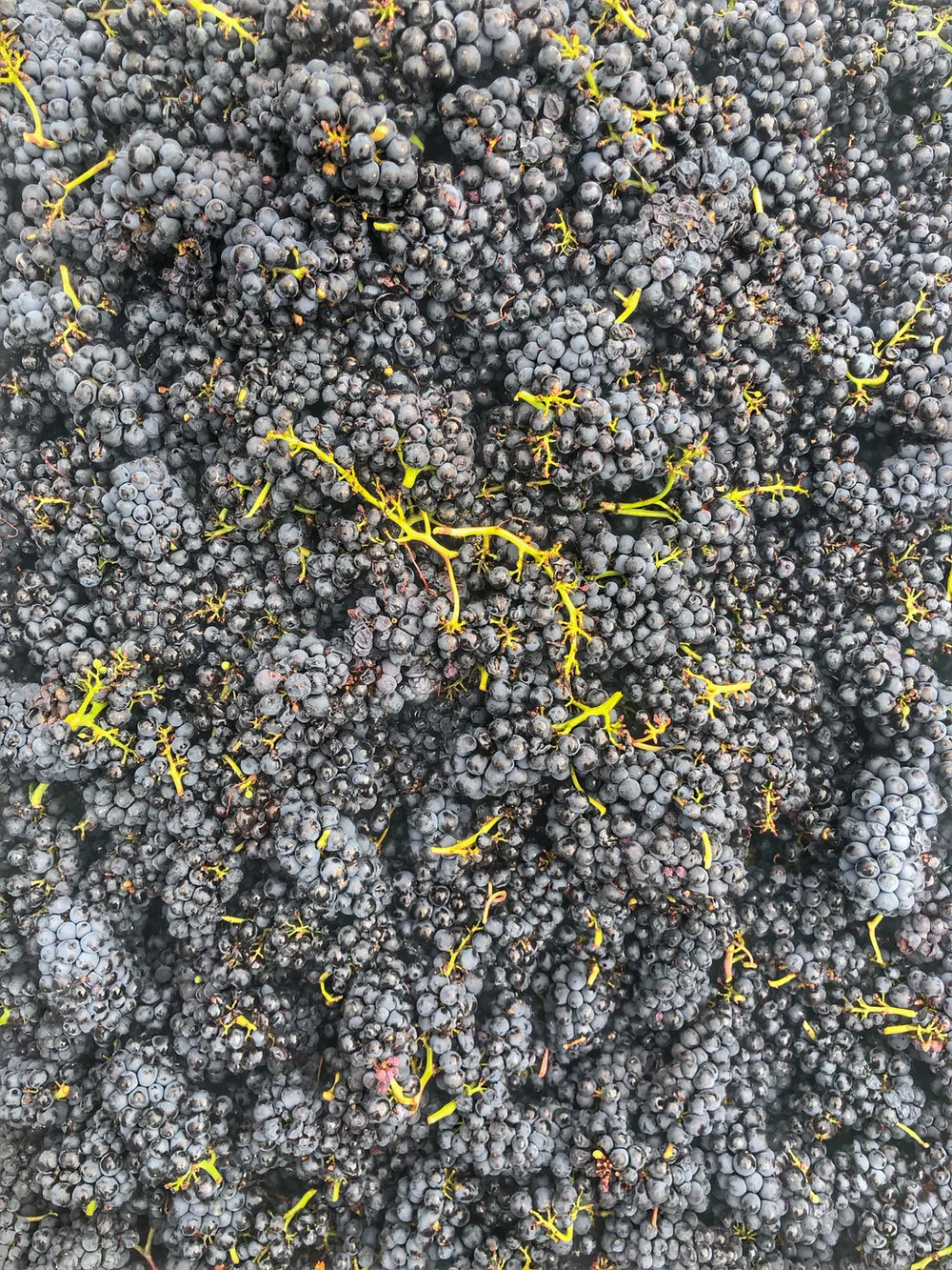 Raisins, photographie commune aux notes de millésime du domaine