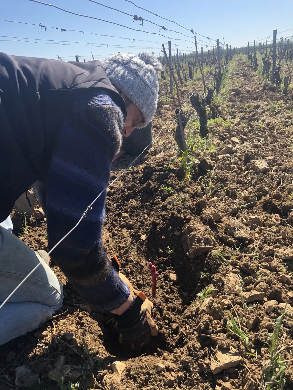 Plantation de jeunes vignes