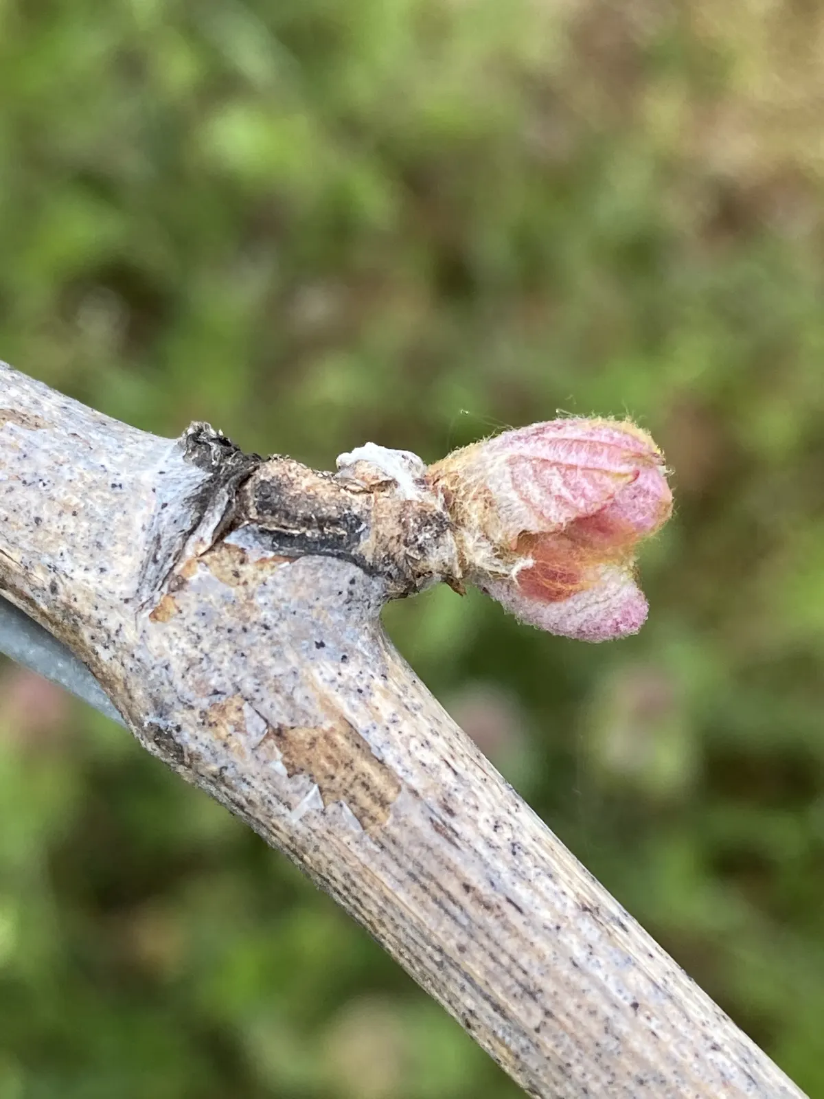 Un bourgeon rose sur un sarment