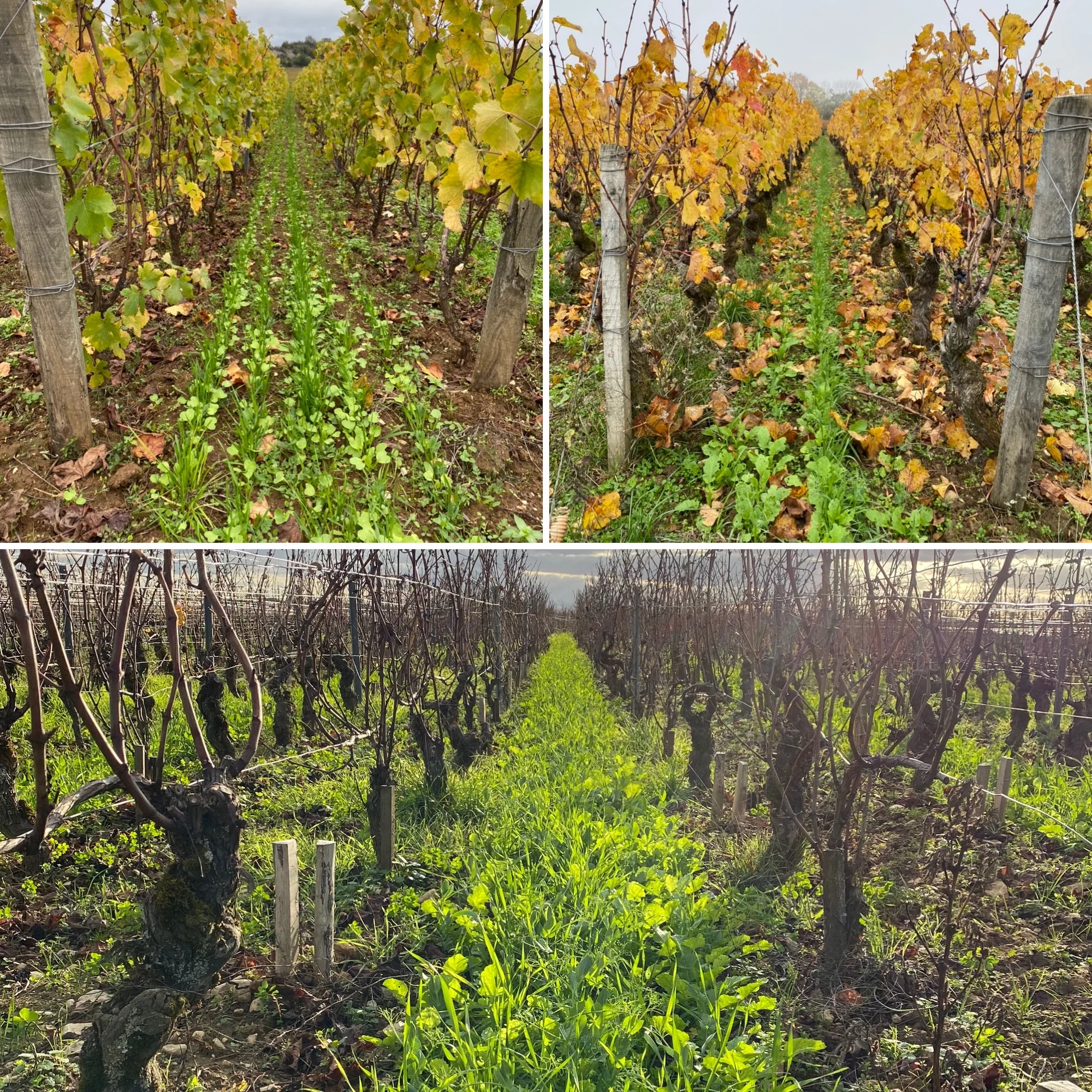 Couverts végétaux semés entre les rangs de vigne, en automne et en hiver