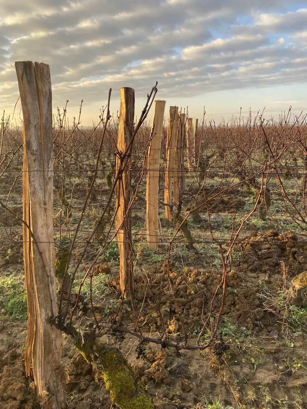 Les nouveaux piquets du palissage haut dans les vignes