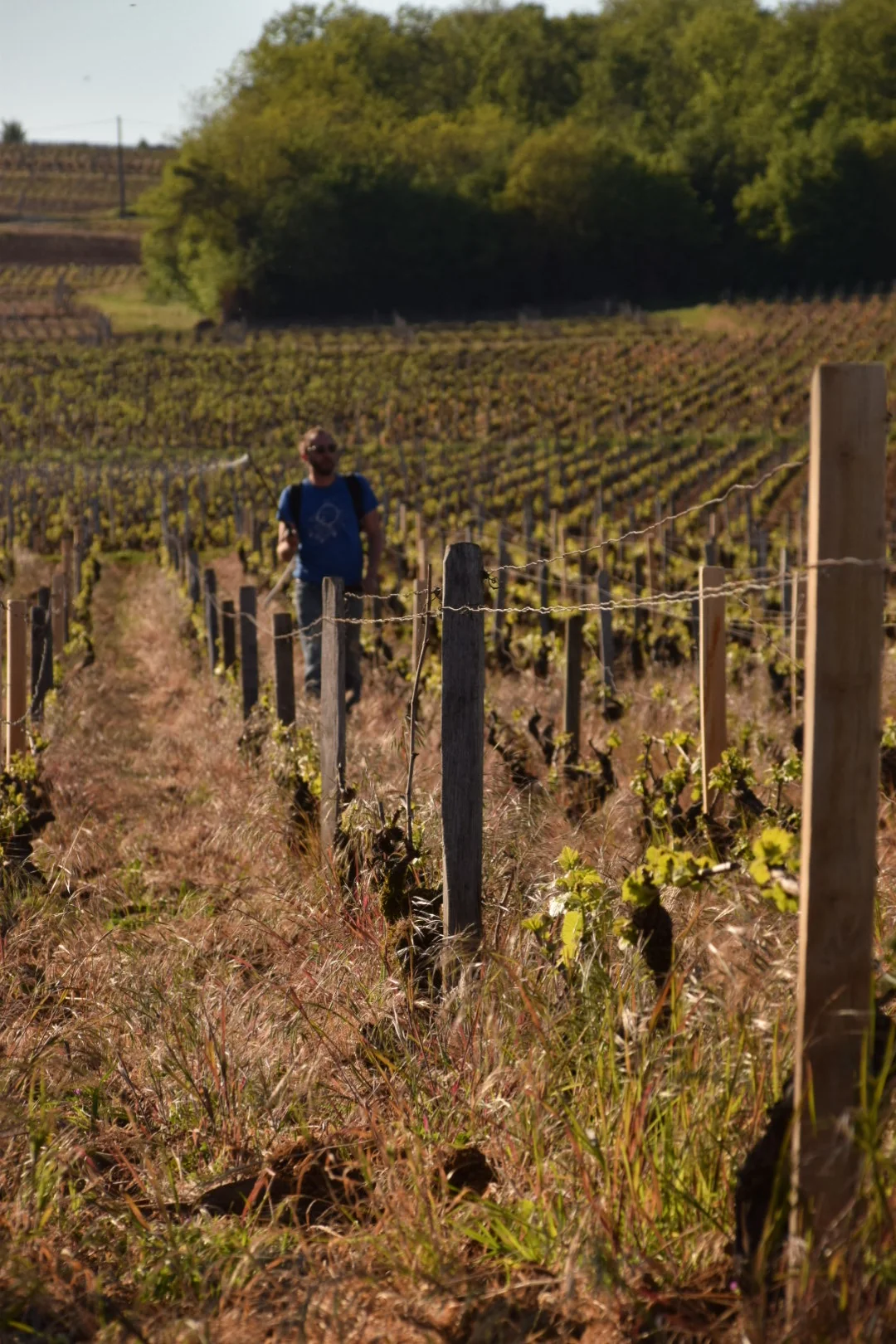 Antoine Lienhardt dans les rangs de vigne
