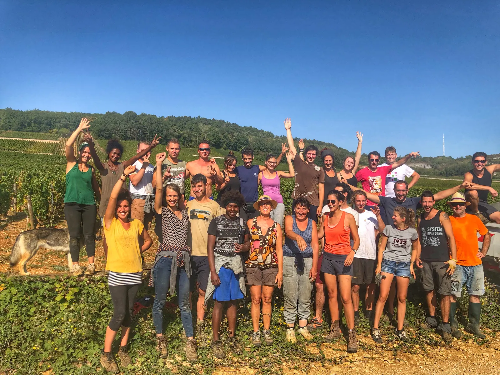 L’équipe des vendanges 2019 réunie dans les vignes
