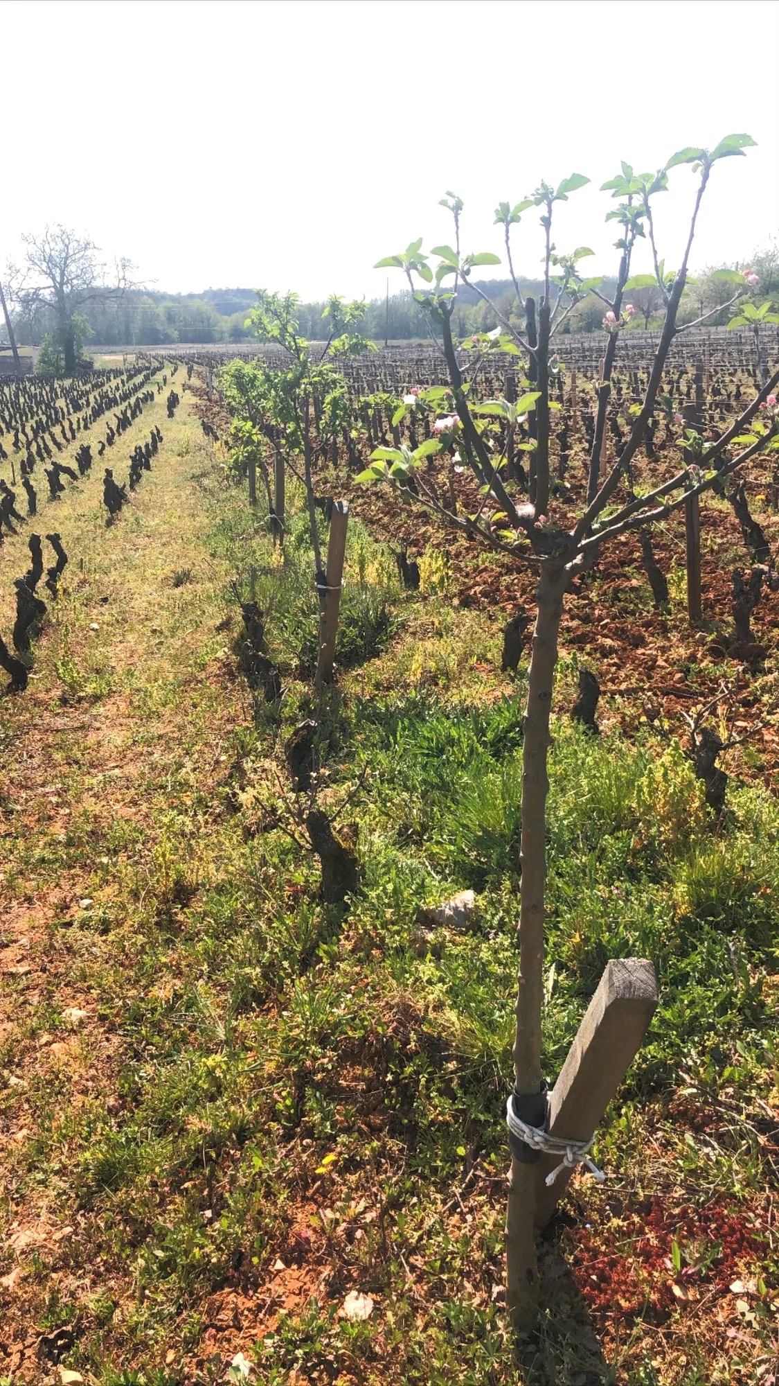 Arbres et rangs de vigne au domaine Antoine Lienhardt